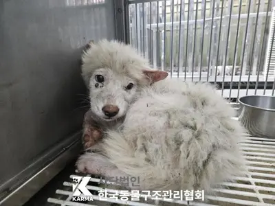 믹스견 사진