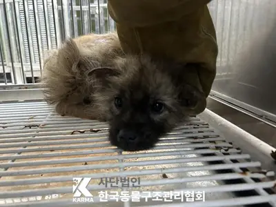 믹스견 사진