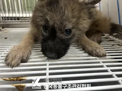 믹스견 사진