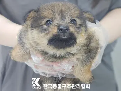 믹스견 사진