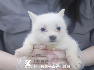믹스견 사진