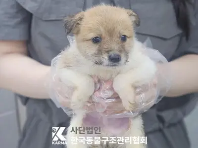 믹스견 사진