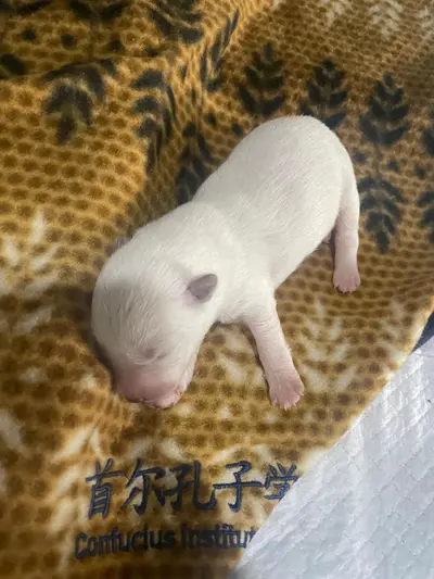 믹스견 사진