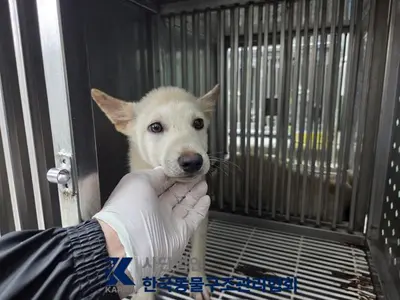 믹스견 사진