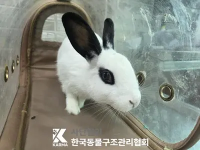 기타축종 사진