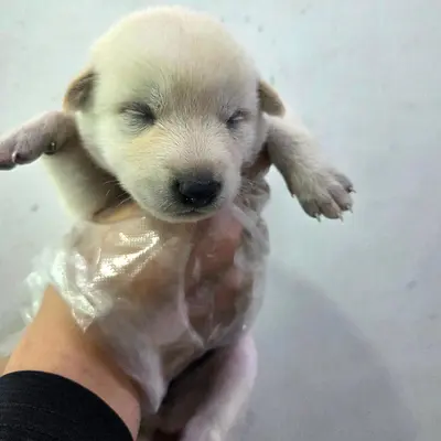 믹스견 사진