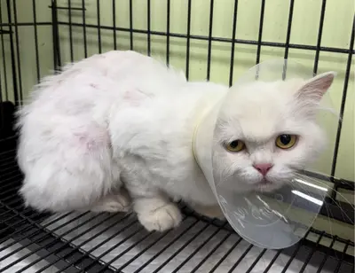 페르시안 사진