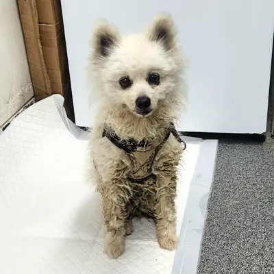 믹스견 사진