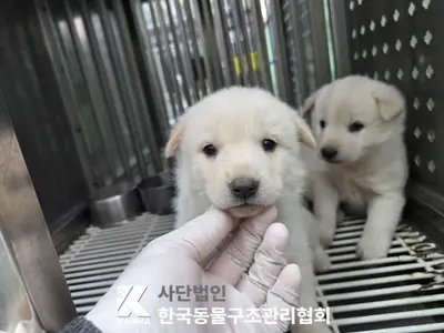 믹스견 사진