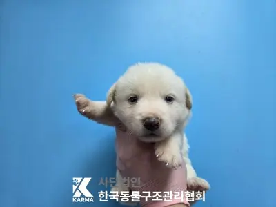 믹스견 사진