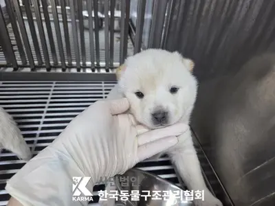 믹스견 사진