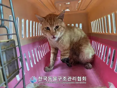 한국 고양이 사진