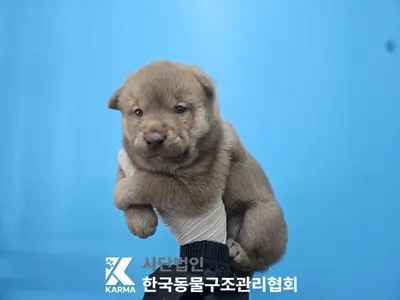 믹스견 사진