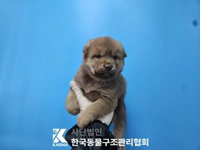 믹스견 사진