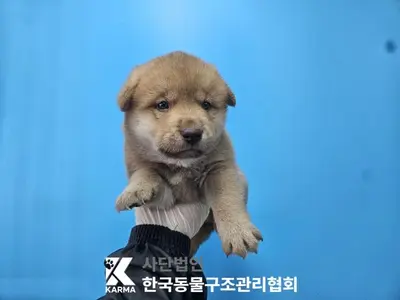 믹스견 사진