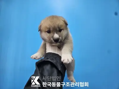 믹스견 사진