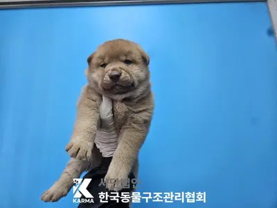믹스견 사진