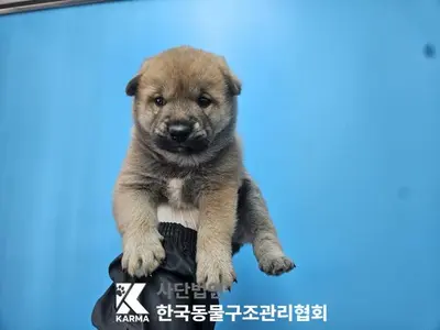 믹스견 사진