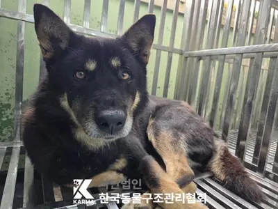 믹스견 사진