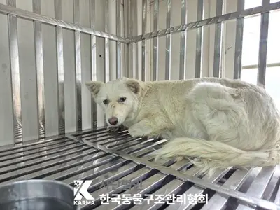 믹스견 사진