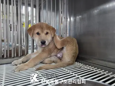 믹스견 사진