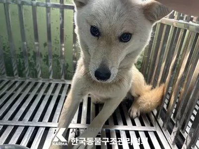 믹스견 사진