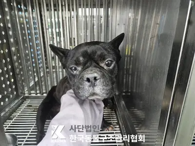 프렌치 불독 사진