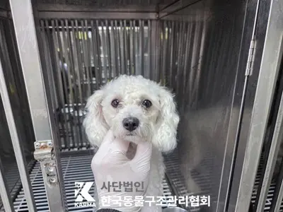 푸들 사진