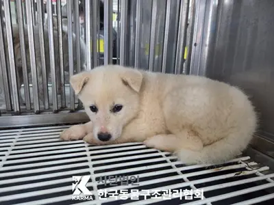 믹스견 사진