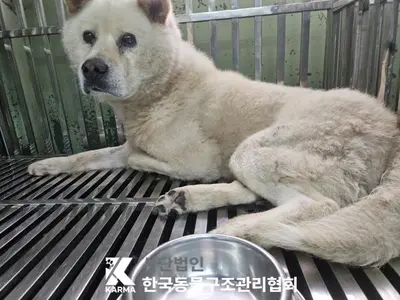 믹스견 사진