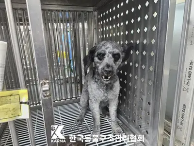 푸들 사진