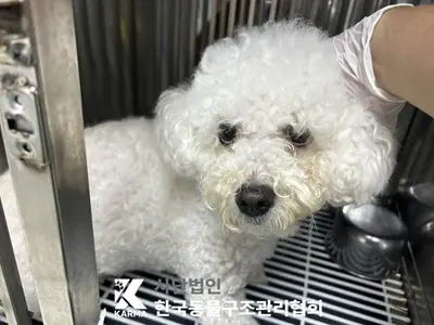 비숑 프리제 사진