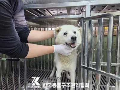 믹스견 사진