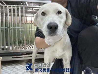 믹스견 사진