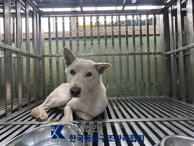 믹스견 사진