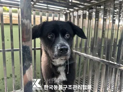 믹스견 사진