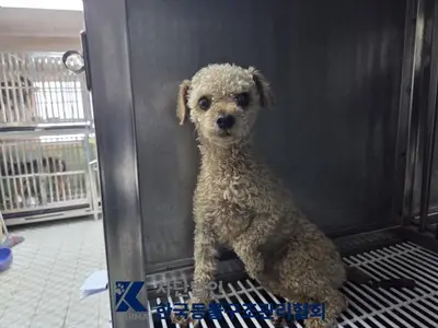 푸들 사진