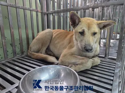 믹스견 사진