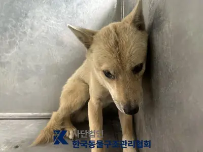 믹스견 사진
