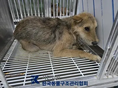 믹스견 사진