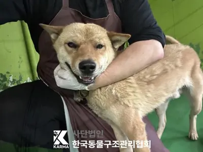 믹스견 사진