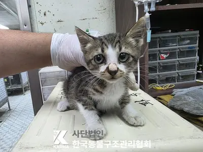 한국 고양이 사진