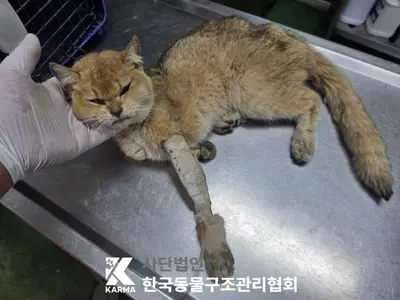 한국 고양이 사진