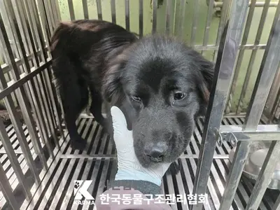 믹스견 사진