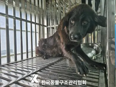 믹스견 사진