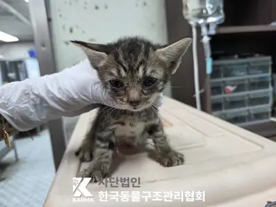 한국 고양이 사진