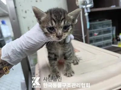 한국 고양이 사진