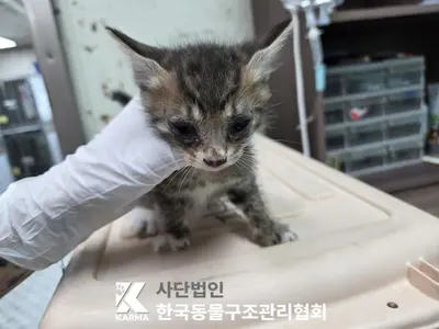 한국 고양이 사진