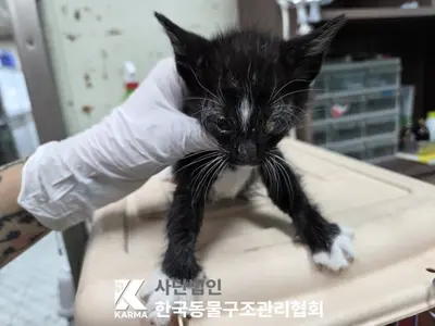한국 고양이 사진