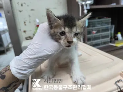 한국 고양이 사진